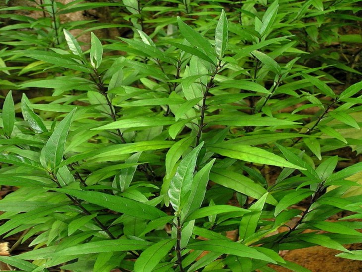 Justica Gendarussa planta de Indonesia