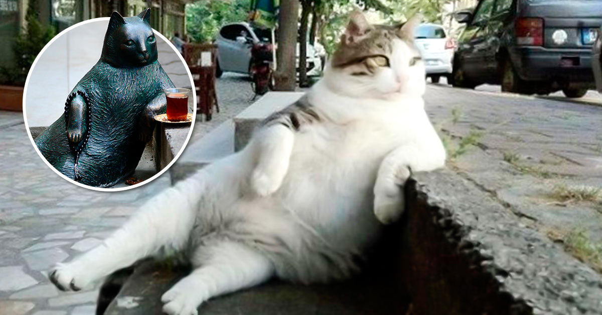 Tombili, el gato que pasó de ser un meme a tener una estatua