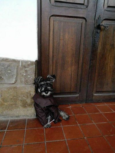 Monjes adoptan a perro en Monasterio; lo llaman Fray Bigotes