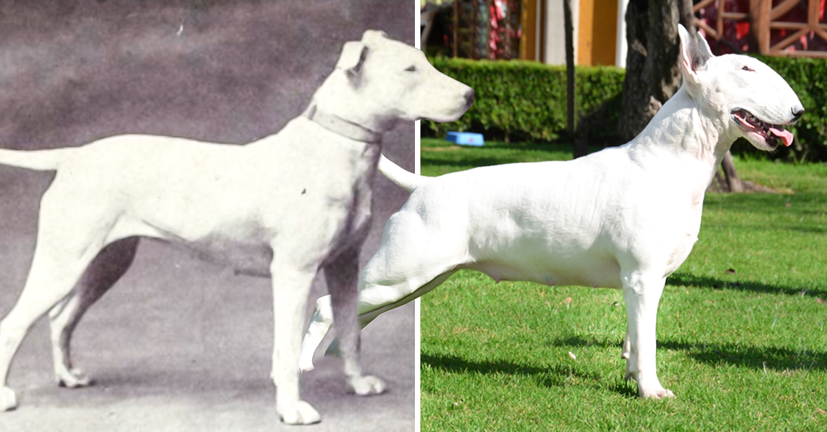 As Lucen Estas Razas De Perros Antes Y Despu S De A Os