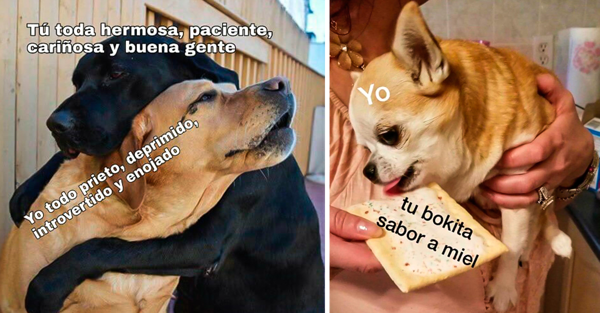 15 Románticos MEMES, perfectos para declarar tu amor