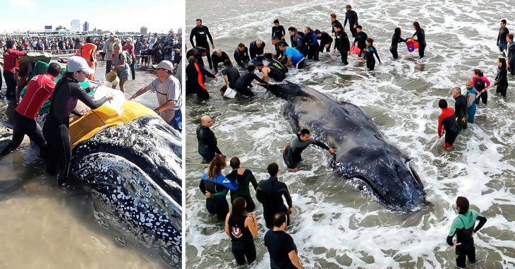 Un Buzo Fue Tragado Por Una Ballena Y Vivió Para Contarlo 6693