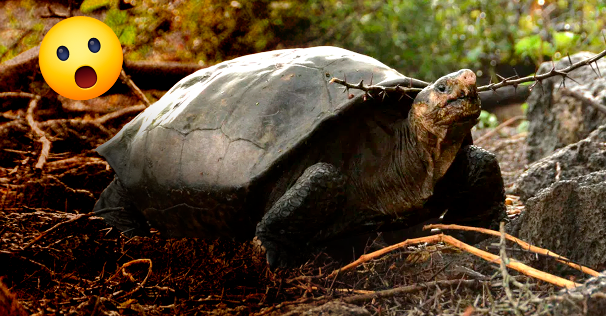 Reaparece Tortuga Que Se Cre A Extinta Hace A Os