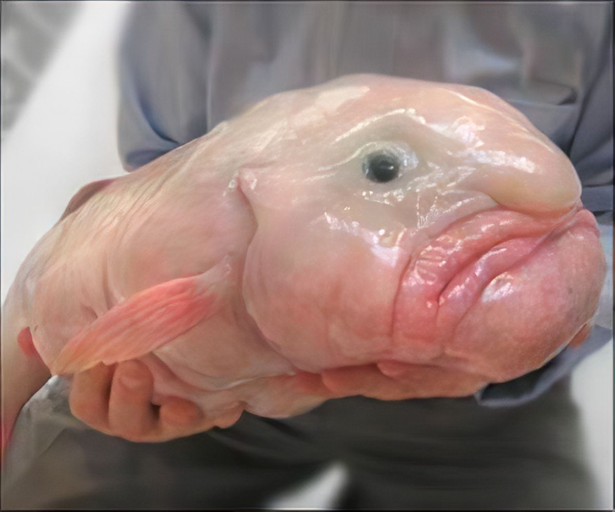 как называется рыба с человеческим лицом в китае