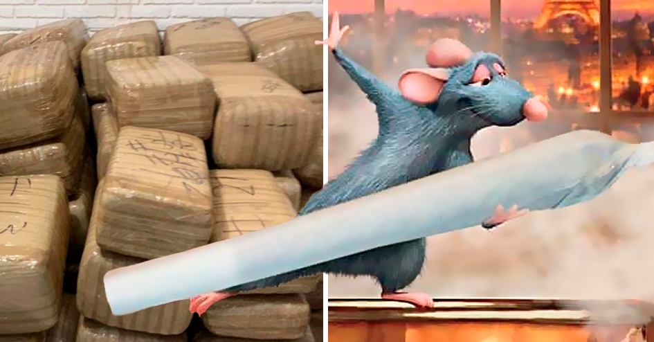 Ratas Se Comen Casi 200 Kilos De Marihuana Incautada 8869